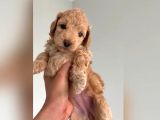 Anne Altinda 45 Günlük Poodle Yavrularimiz Rezerveye açik