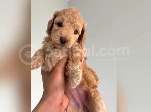 Anne Altinda 45 Günlük Poodle Yavrularimiz Rezerveye Açik