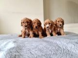 Anne Alti Toy Poodle Bebekler