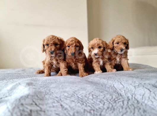 Anne Alti Toy Poodle Bebekler