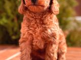 Mi̇ni̇ Toy Poodle Yavrular