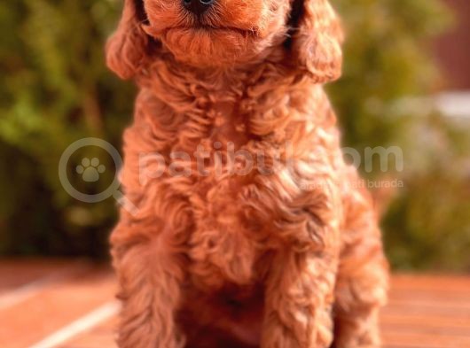 Mi̇ni̇ Toy Poodle Yavrular