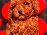 Red Brown Toy Poodle Yavrular