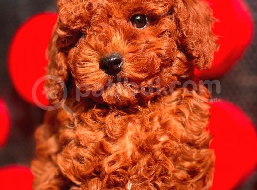 Red Brown Toy Poodle Yavrular görsel