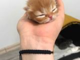Anne Altından İran Kedisi Bebekler
