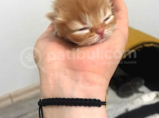 Anne Altından İran Kedisi Bebekler görsel