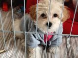 Malti̇po 3 Ayli̇k Oyuncu Kopek Yavru Pati̇ler'Den