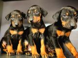 Show Kalite Ki̇ng Doberman Yavrular