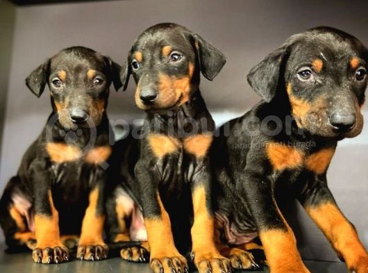 Show Kalite Ki̇ng Doberman Yavrular