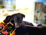 Mi̇cro Cipli Orjinal Doberman Yavrular