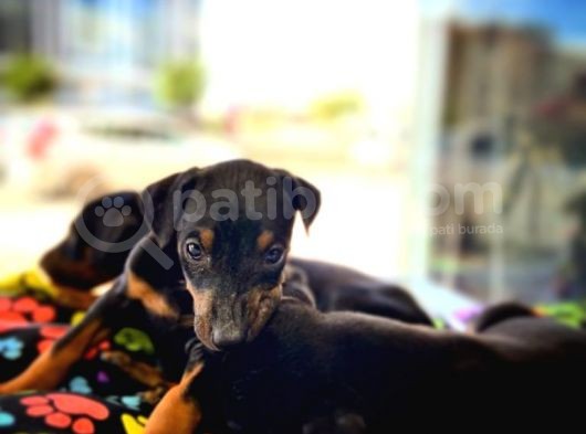 Mi̇cro Cipli Orjinal Doberman Yavrular