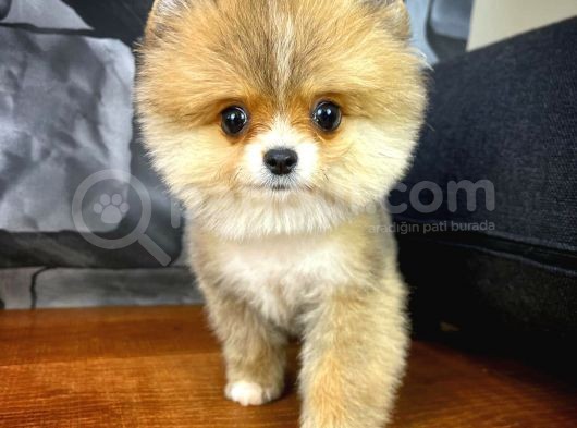 Safkan Pomeranian Boo Best Model Yarışma Duzeyinde görsel