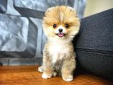 Safkan Pomeranian Boo Best Model Yarışma Duzeyinde