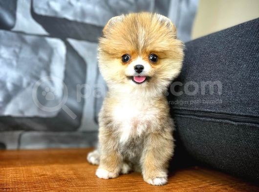 Safkan Pomeranian Boo Best Model Yarışma Duzeyinde görsel