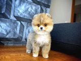 Safkan Pomeranian Boo Best Model Yarışma Duzeyinde