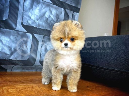 Safkan Pomeranian Boo Best Model Yarışma Duzeyinde görsel