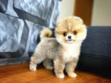 Safkan Pomeranian Boo Best Model Yarışma Duzeyinde