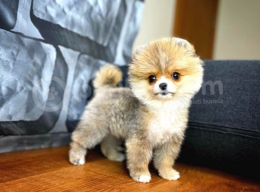 Safkan Pomeranian Boo Best Model Yarışma Duzeyinde görsel
