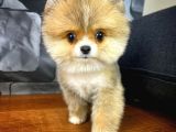Safkan Pomeranian Boo Best Model Yarışma Duzeyinde