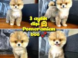 Safkan Pomeranian Boo Best Model Yarışma Duzeyinde