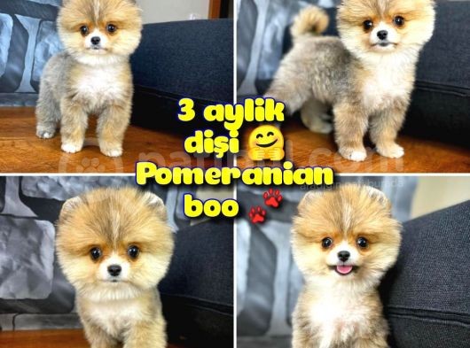 Safkan Pomeranian Boo Best Model Yarışma Duzeyinde görsel