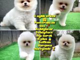 Safkan Pomeranian Boo Teddybear Teddyface Ayı Surat a Plus Yarışma Düzeyi