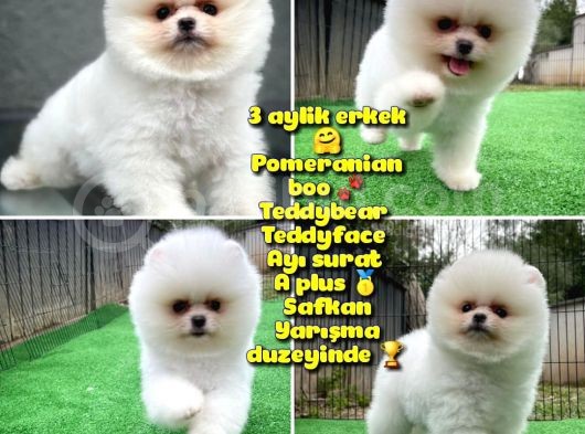 Safkan Pomeranian Boo Teddybear Teddyface Ayı Surat A Plus Yarışma Düzeyi