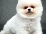 Safkan Pomeranian Boo Teddybear Teddyface Ayı Surat A Plus Yarışma Düzeyi