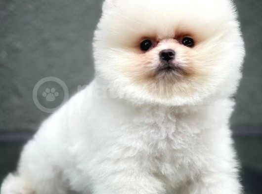 Safkan Pomeranian Boo Teddybear Teddyface Ayı Surat A Plus Yarışma Düzeyi görsel