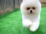 Safkan Pomeranian Boo Teddybear Teddyface Ayı Surat A Plus Yarışma Düzeyi