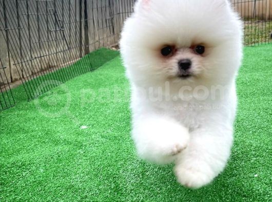 Safkan Pomeranian Boo Teddybear Teddyface Ayı Surat A Plus Yarışma Düzeyi görsel
