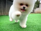 Safkan Pomeranian Boo Teddybear Teddyface Ayı Surat A Plus Yarışma Düzeyi