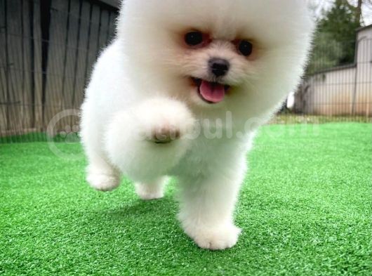 Safkan Pomeranian Boo Teddybear Teddyface Ayı Surat A Plus Yarışma Düzeyi görsel