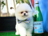 Safkan Pomeranian Boo Teddybear Teddyface Ayı Surat A Plus Yarışma Düzeyi