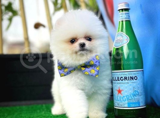 Safkan Pomeranian Boo Teddybear Teddyface Ayı Surat A Plus Yarışma Düzeyi görsel