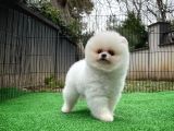 Safkan Pomeranian Boo Teddybear Teddyface Ayı Surat A Plus Yarışma Düzeyi
