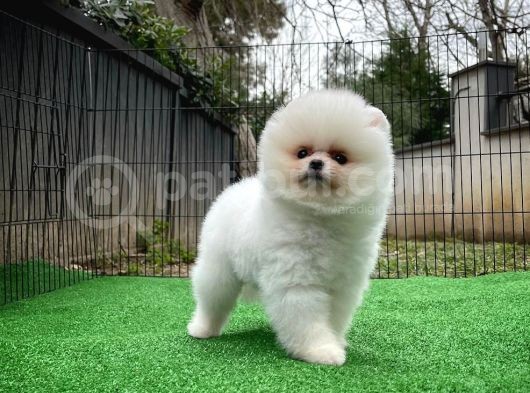 Safkan Pomeranian Boo Teddybear Teddyface Ayı Surat A Plus Yarışma Düzeyi görsel
