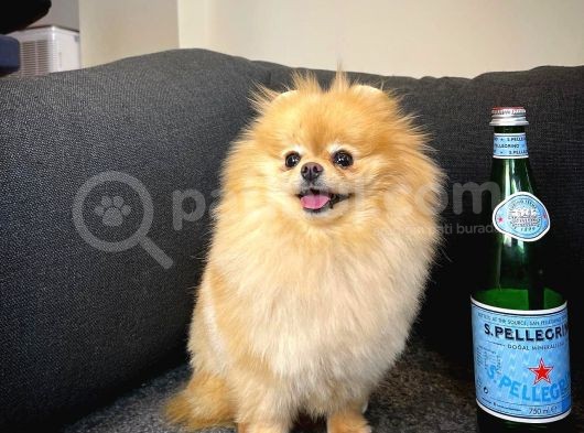 Yetişkin Tcup Miniboy Safkan Pomeranian Best Model Kızımız Limon Max 2Kg