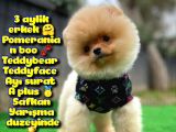 Safkan Pomeranian Boo Teddybear Teddyface Ayı Surat a Plus Yarışma Duzeyinde