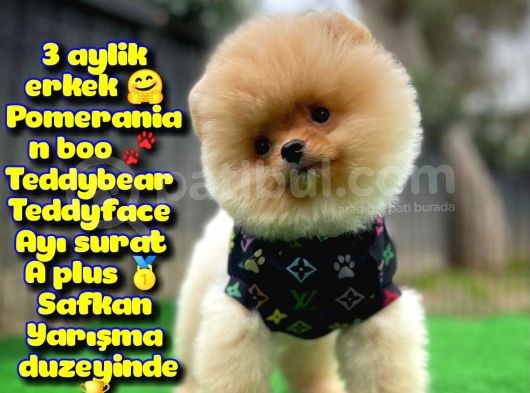 Safkan Pomeranian Boo Teddybear Teddyface Ayı Surat A Plus Yarışma Duzeyinde