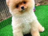 Safkan Pomeranian Boo Teddybear Teddyface Ayı Surat A Plus Yarışma Duzeyinde