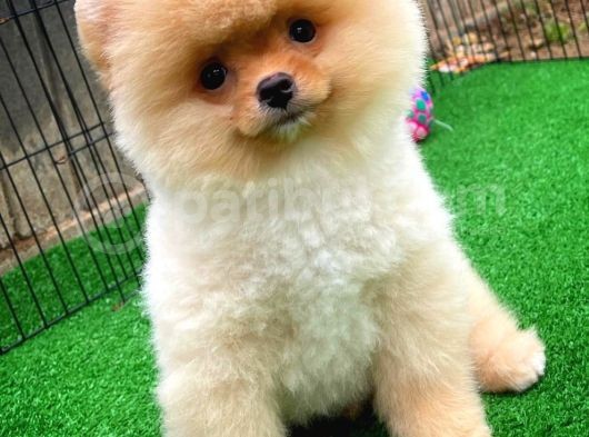 Safkan Pomeranian Boo Teddybear Teddyface Ayı Surat A Plus Yarışma Duzeyinde görsel