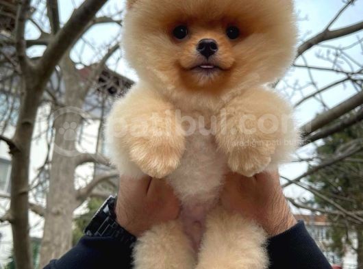 Safkan Pomeranian Boo Teddybear Teddyface Ayı Surat A Plus Yarışma Duzeyinde görsel