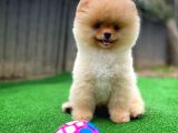 Safkan Pomeranian Boo Teddybear Teddyface Ayı Surat A Plus Yarışma Duzeyinde