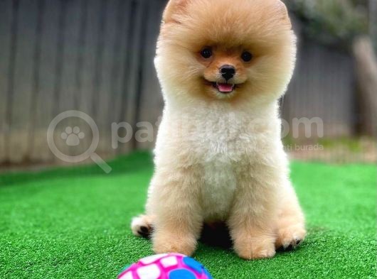 Safkan Pomeranian Boo Teddybear Teddyface Ayı Surat A Plus Yarışma Duzeyinde görsel
