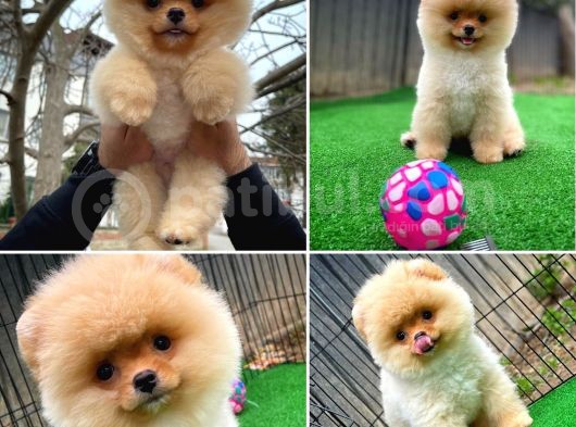 Safkan Pomeranian Boo Teddybear Teddyface Ayı Surat A Plus Yarışma Duzeyinde görsel