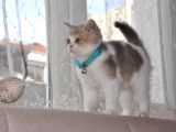 A Kalite British Shorthair Erkek