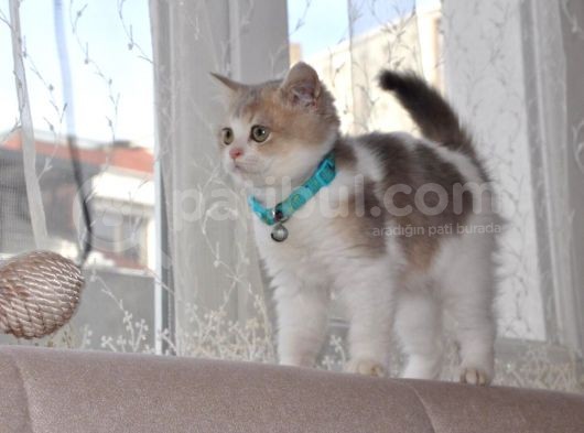 A Kalite British Shorthair Erkek görsel