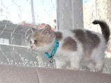 A Kalite British Shorthair Erkek