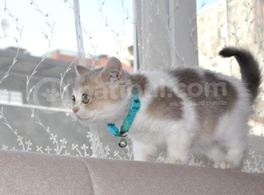 A Kalite British Shorthair Erkek görsel